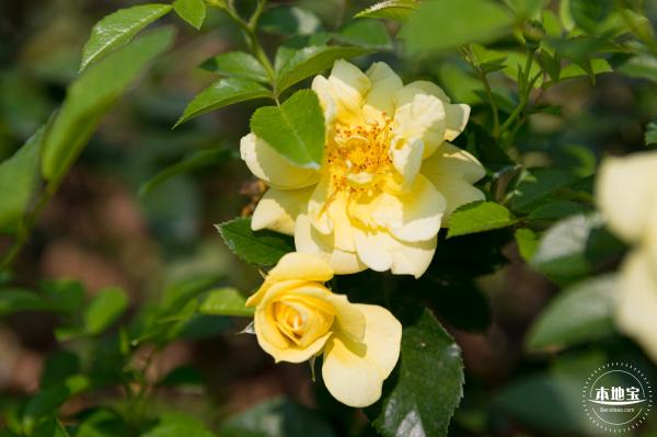 立新湖公园月季花海