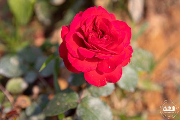 立新湖公园月季花海