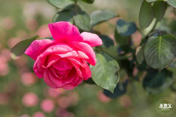 立新湖公园月季花海