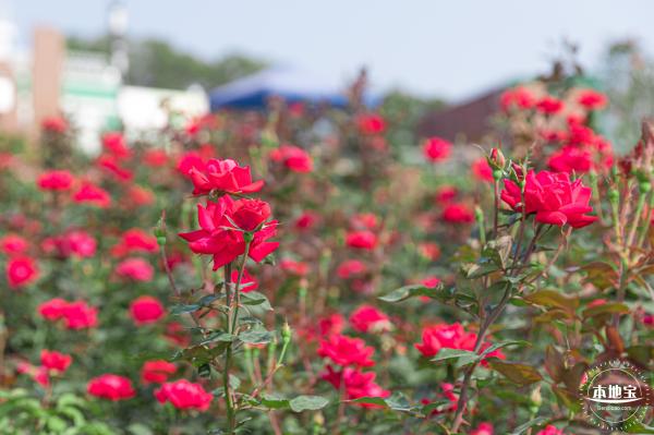 立新湖公园月季花海