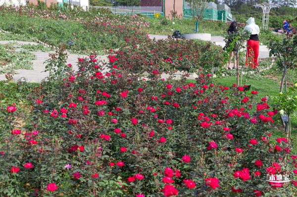 立新湖公园月季花海
