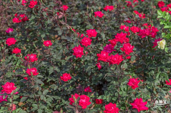 立新湖公园月季花海