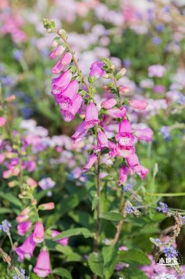 立新湖公园月季花海