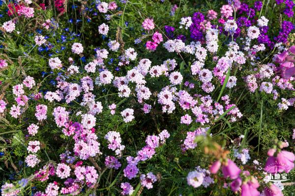 立新湖公园月季花海