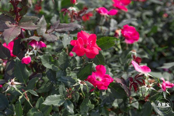 立新湖公园月季花海