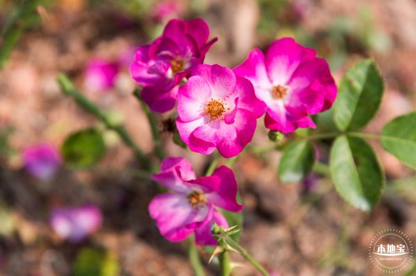 立新湖公园月季花海