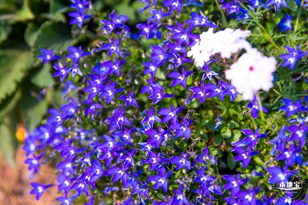 立新湖公园月季花海