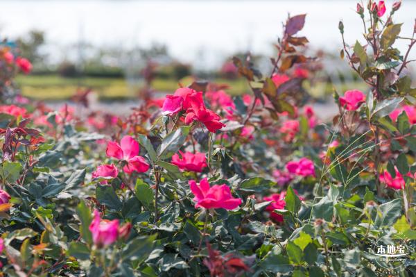 立新湖公园月季花海