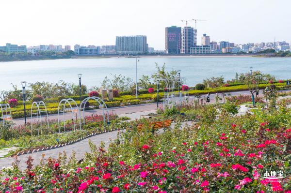立新湖公园月季花海