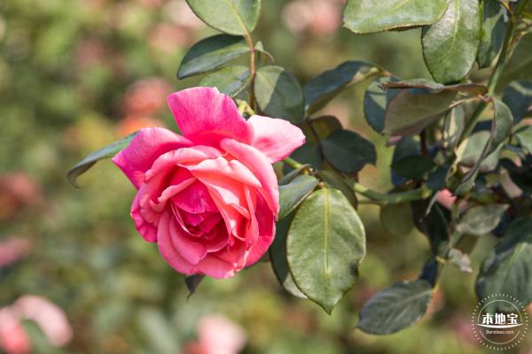 立新湖公园月季花海