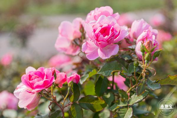 立新湖公园月季花海