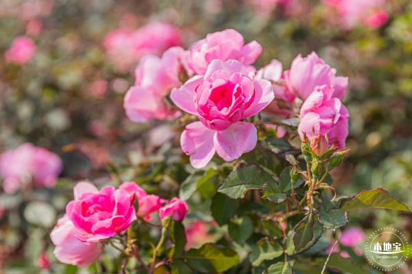立新湖公园月季花海