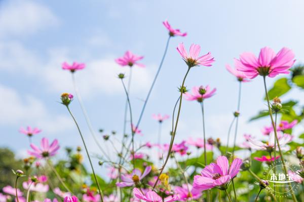 海心沙亚运公园花海