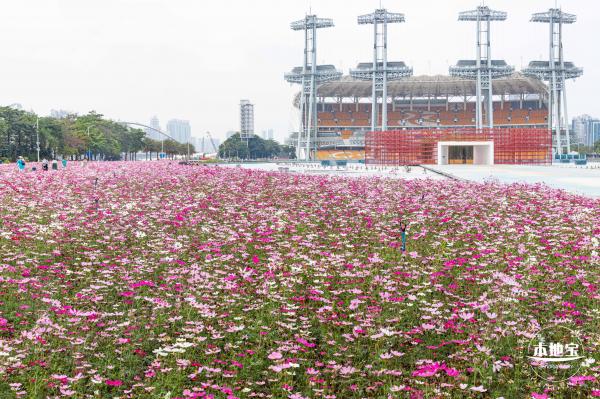 海心沙亚运公园花海