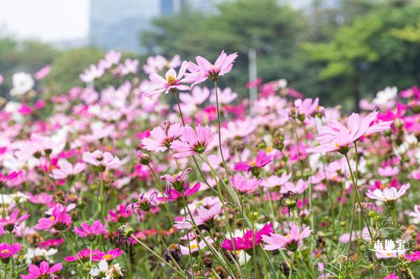 海心沙亚运公园花海