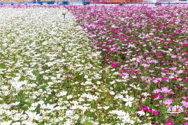 海心沙亚运公园花海