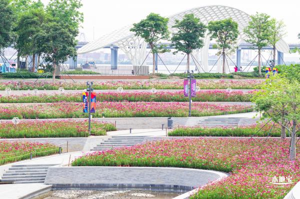 格桑花花海-宝安滨海文化公园