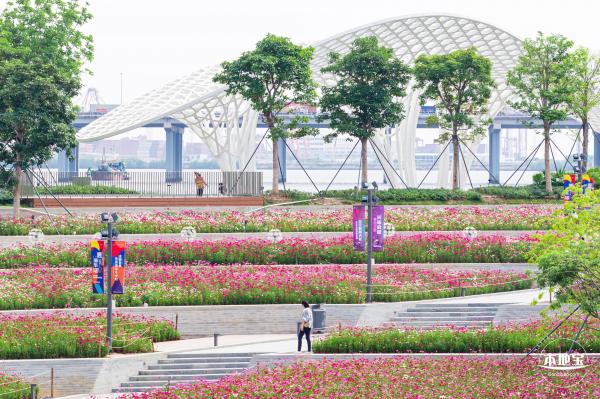 格桑花花海-宝安滨海文化公园