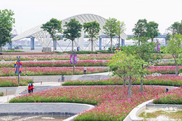 格桑花花海-宝安滨海文化公园