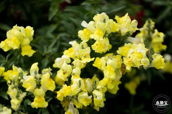 格桑花花海-宝安滨海文化公园