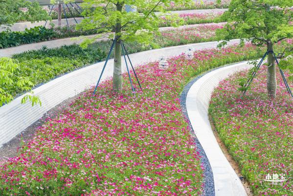 格桑花花海-宝安滨海文化公园