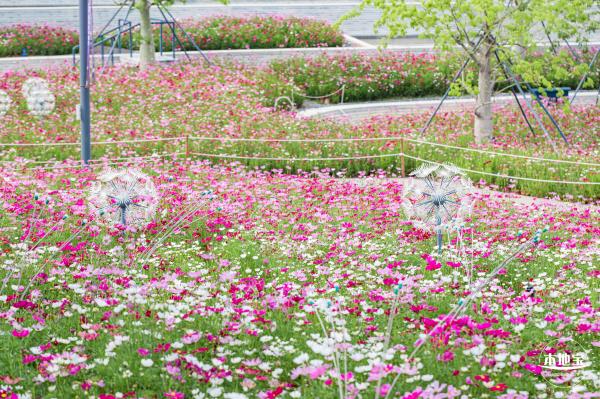 格桑花花海-宝安滨海文化公园