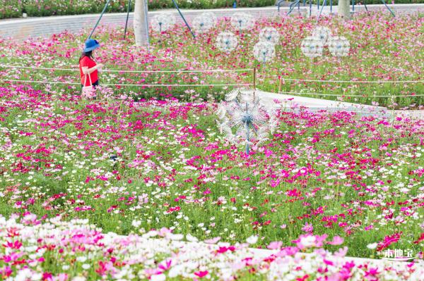 格桑花花海-宝安滨海文化公园