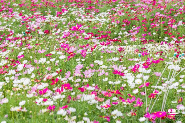 格桑花花海-宝安滨海文化公园