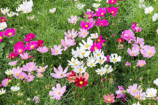 格桑花花海-宝安滨海文化公园