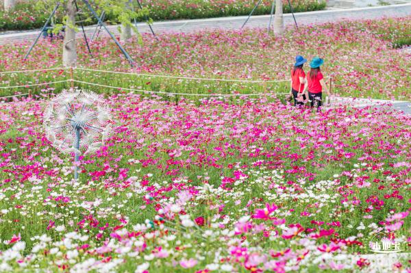 格桑花花海-宝安滨海文化公园