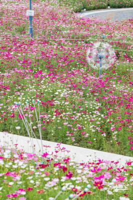 格桑花花海-宝安滨海文化公园