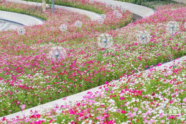 格桑花花海-宝安滨海文化公园