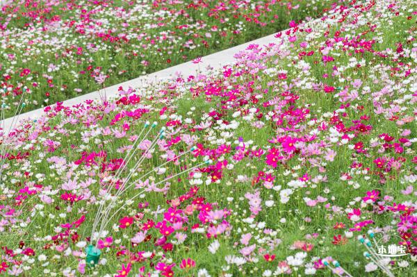 格桑花花海-宝安滨海文化公园