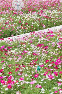 格桑花花海-宝安滨海文化公园