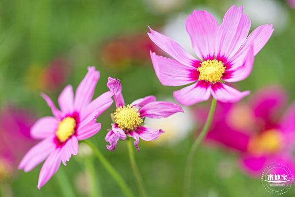 格桑花花海-宝安滨海文化公园