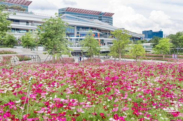 格桑花花海-宝安滨海文化公园