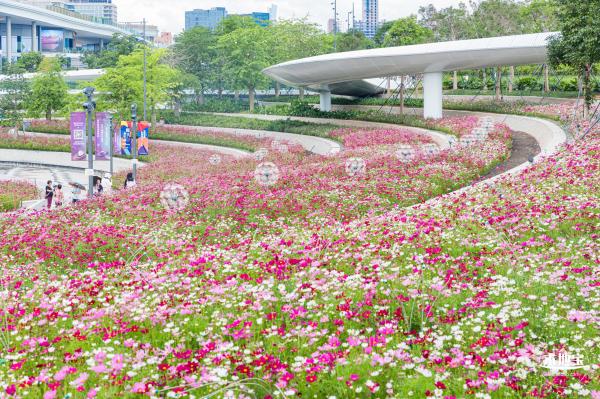 格桑花花海-宝安滨海文化公园