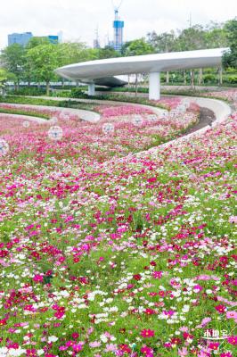 格桑花花海-宝安滨海文化公园