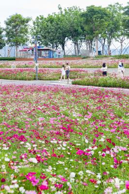 格桑花花海-宝安滨海文化公园