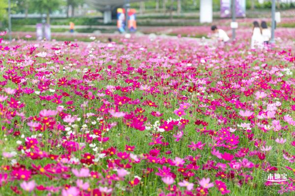 格桑花花海-宝安滨海文化公园