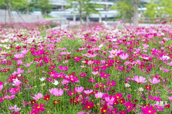 格桑花花海-宝安滨海文化公园