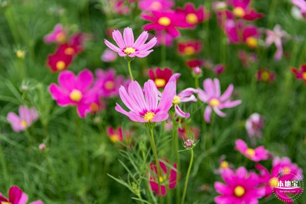 格桑花花海-宝安滨海文化公园