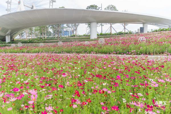 格桑花花海-宝安滨海文化公园