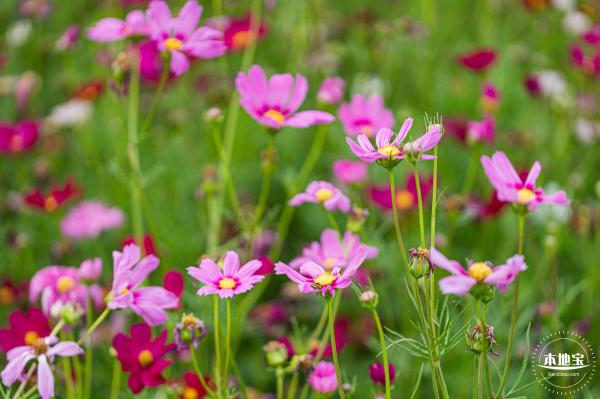 格桑花花海-宝安滨海文化公园