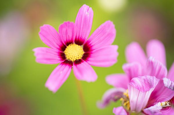 格桑花花海-宝安滨海文化公园