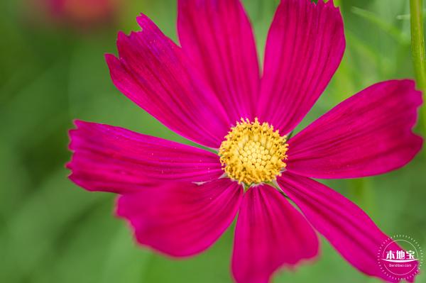 格桑花花海-宝安滨海文化公园