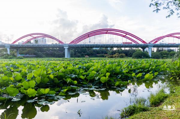 洪湖公园