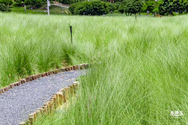 红花山绿色花海