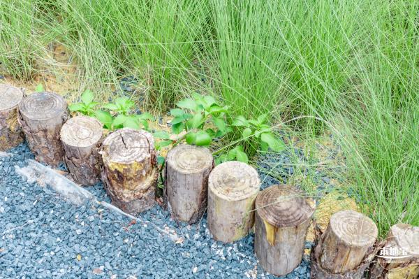 红花山绿色花海