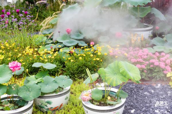 洪湖荷花